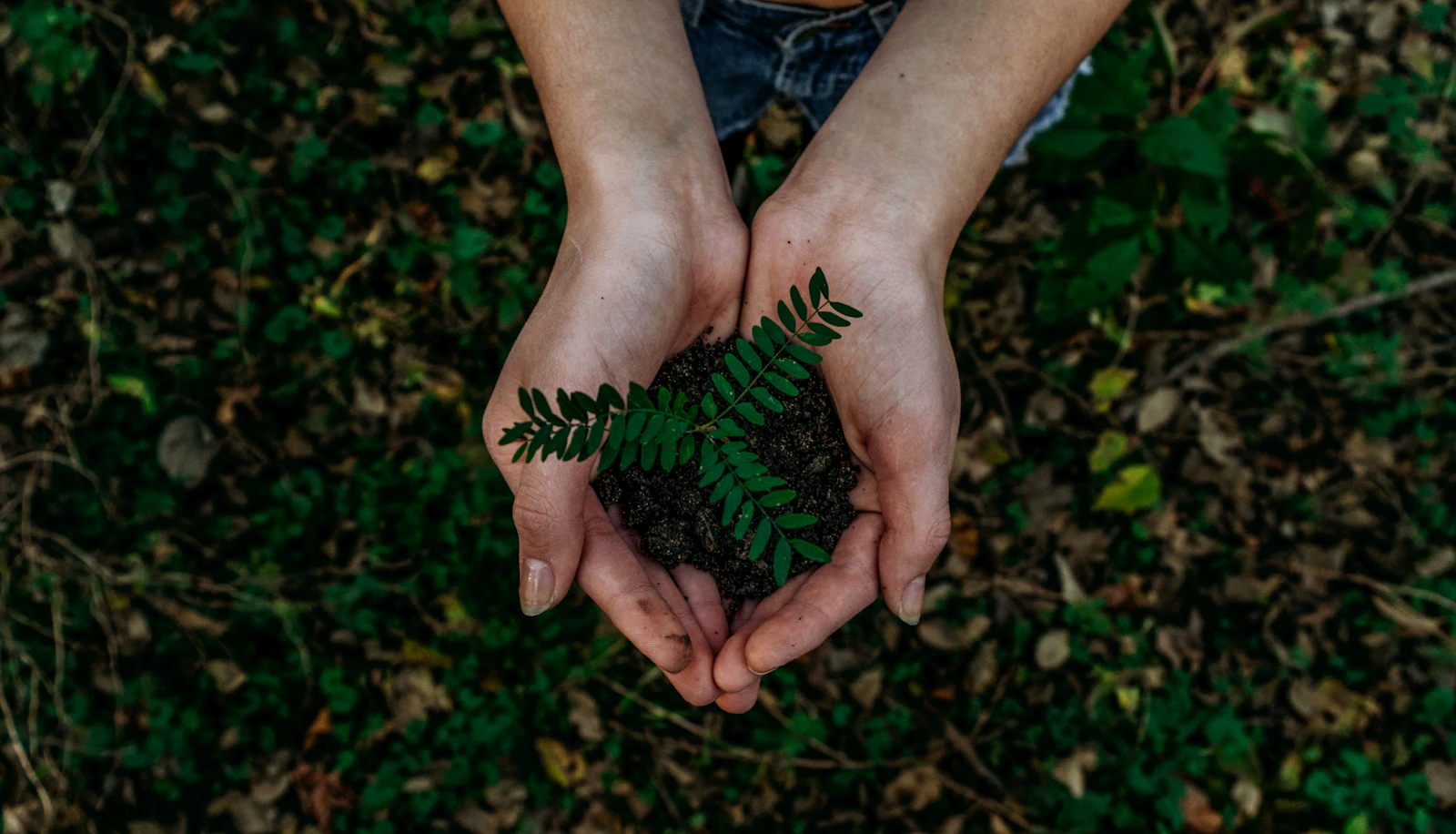 Hands in soil