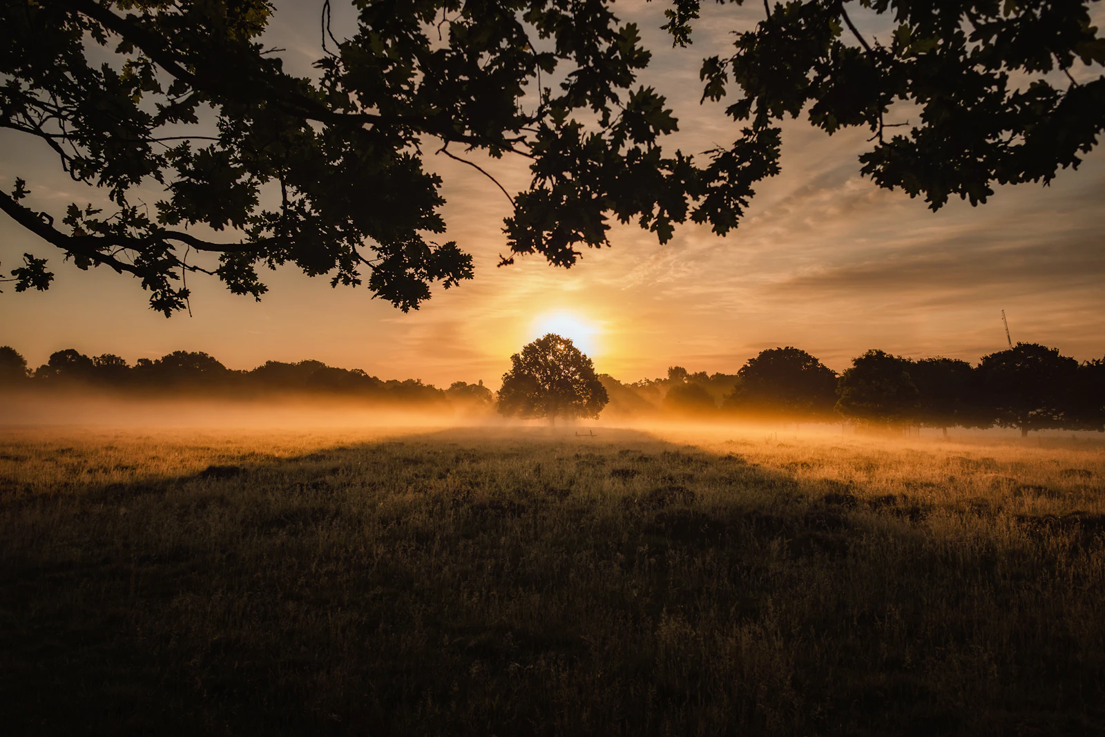Misty tree at dawn