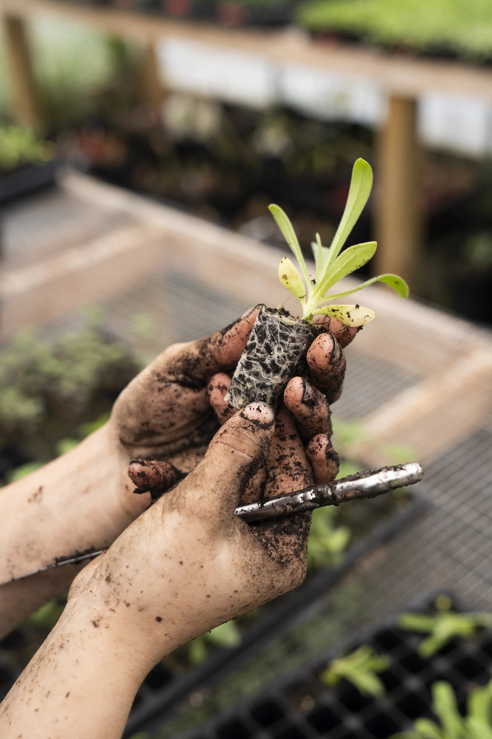 Seedling