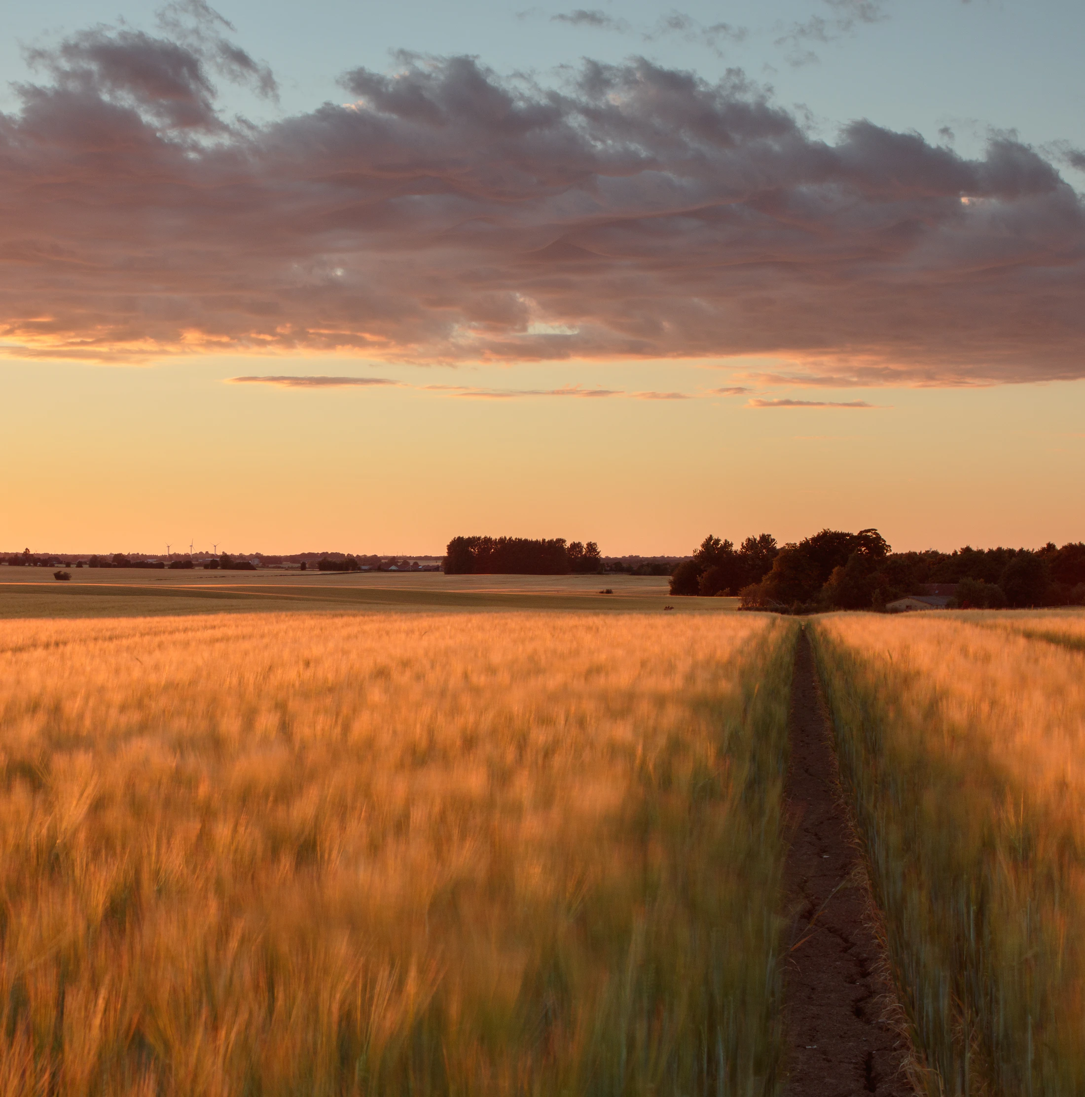 Wheat field